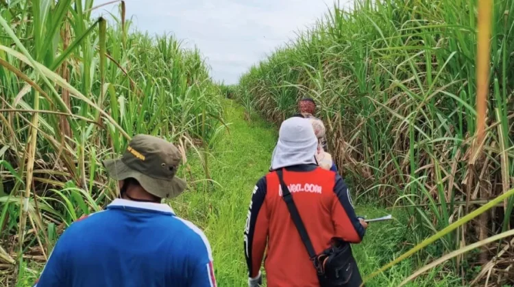 Areal Tebu Rakyat Way Kanan Capai 15.557 Hektare, Terluas di Lampung