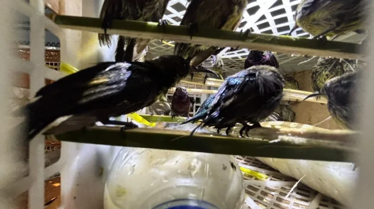 Polisi Gagalkan Penyeludupan 991 Ekor Burung Ilegal di Bakauheni