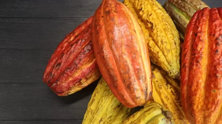 Produktivitas Kakao Lampung Capai 824 Kg per Hektare