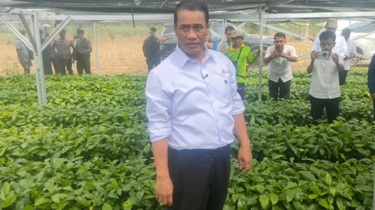 Program 350 Miliar untuk Lampung, Mentan Pastikan Bibit Kopi-Kakao Gratis
