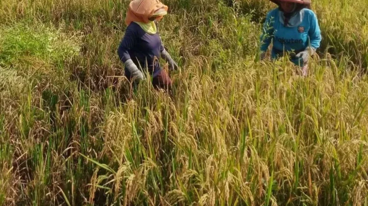 BULOG Sudah Serap Gabah Petani Sebanyak 3,6 Juta Ton
