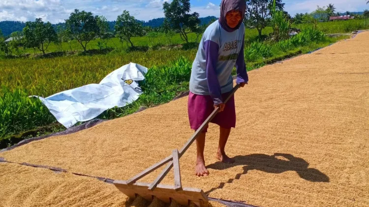 Kemarau Bantu Percepat Penyerapan Gabah oleh BULOG