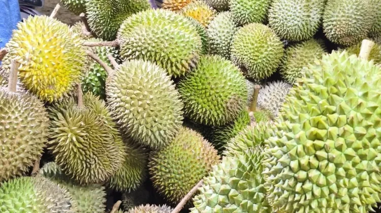 Musim Durian Tiba, Lapak Pedagang Durian Bermunculan di Bandar Lampung