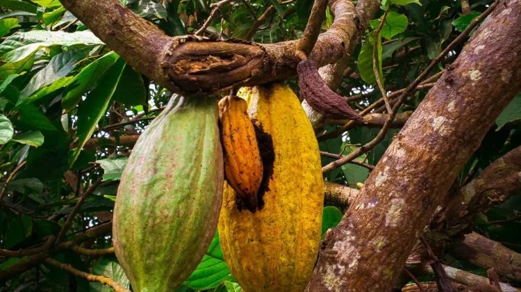 Dinas Perkebunan Lampung Edukasi Petani Kendalikan Hama Kakao