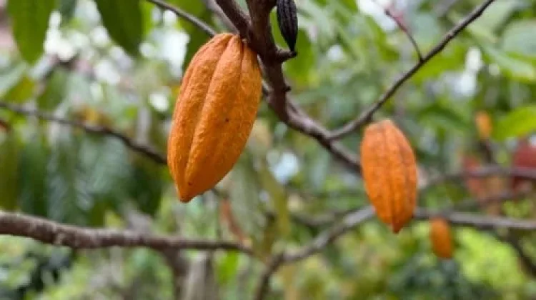 Jaga Produktivitas Kakao, Pemprov Lampung Lampung Dorong Peremajaan Tanaman