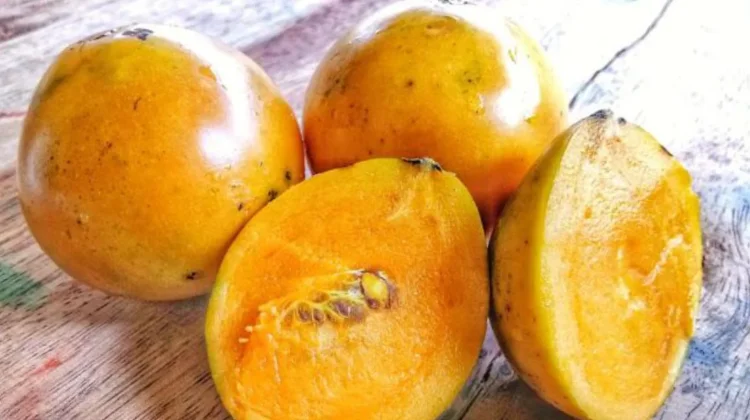 Buah Mundu yang Kian Langka