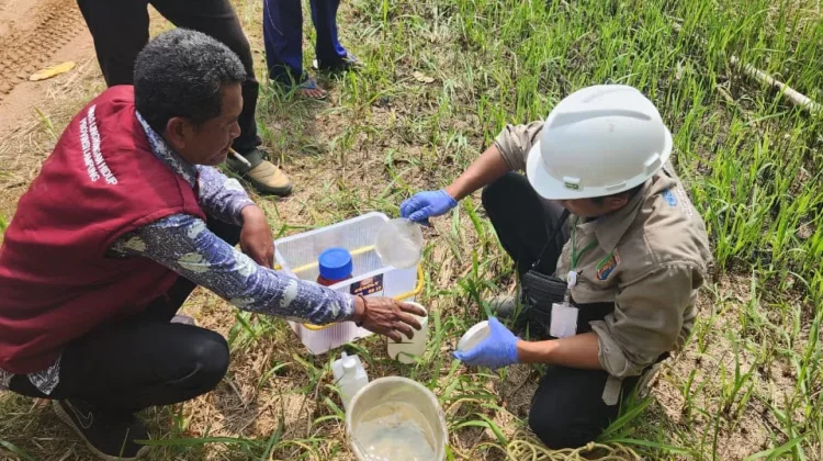 DPLH Pesawaran Tunggu Hasil Lab Ungkap Penyebab Puluhan Mangrove Mati di Gebang