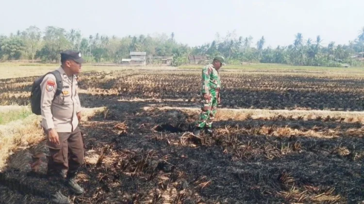 Kebakaran Hanguskan Lahan Satu Hektare di Way Sulan Lampung Selatan