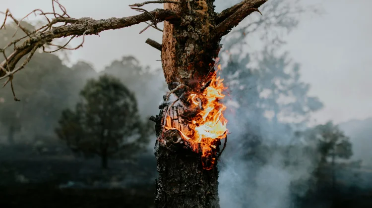 Mengenal Upaya Pencegahan Kebakaran Hutan dan Lahan sejak Dini