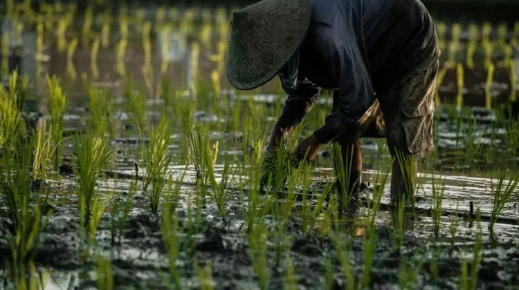 NTP Lampung Agustus 2026 Naik 1,64 Persen, Tembus Indeks 134,81