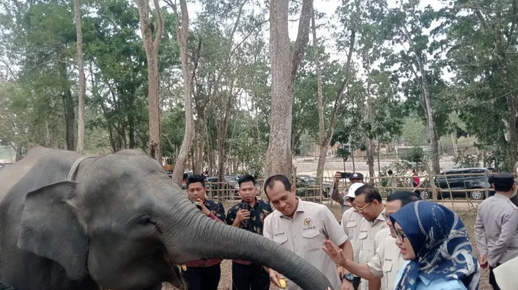Karhutla TNWK Jadi Sorotan Komisi IV DPR RI, Habitat Gajah Sumatra Harus Dipulihkan