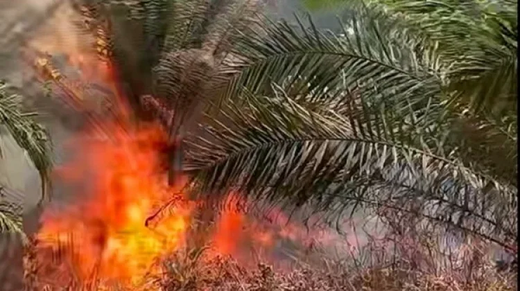 Titik Api di Perkebunan Sawit Penengahan Berhasil Dipadamkan