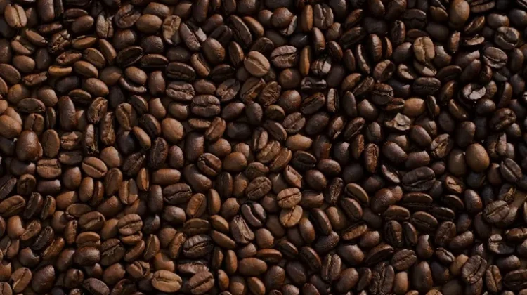 Produksi Kopi Lampung Capai 127.578 Ton