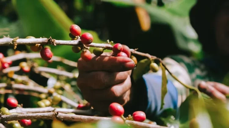 Lampung Siapkan Pengembangan Kopi 2.200 Hektare pada 2026