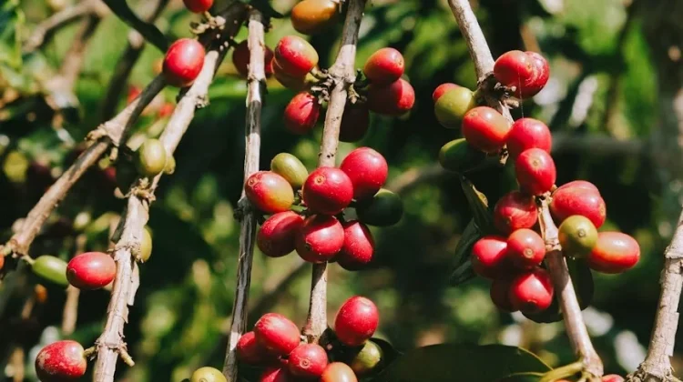 Luas Areal Perkebunan Kopi Lampung Capai 152.527 Hektare
