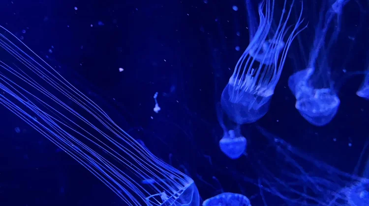 Box Jellyfish, Hewan Laut dengan Racun yang Mematikan