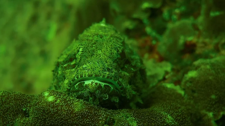 Stonefish, Ikan Unik Dengan Racun yang Berbahaya