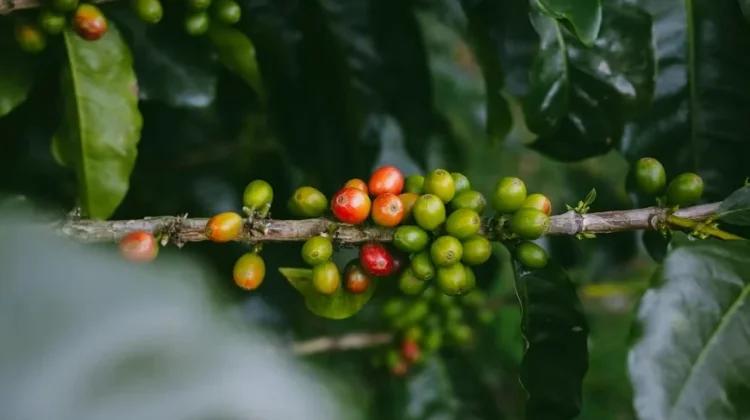 Klon Kopi Lokal Lampung Berpeluang Dikembangkan Jadi Varietas