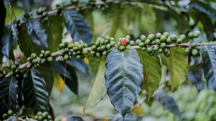Perawatan Kebun Dorong Produktivitas Kopi Lampung