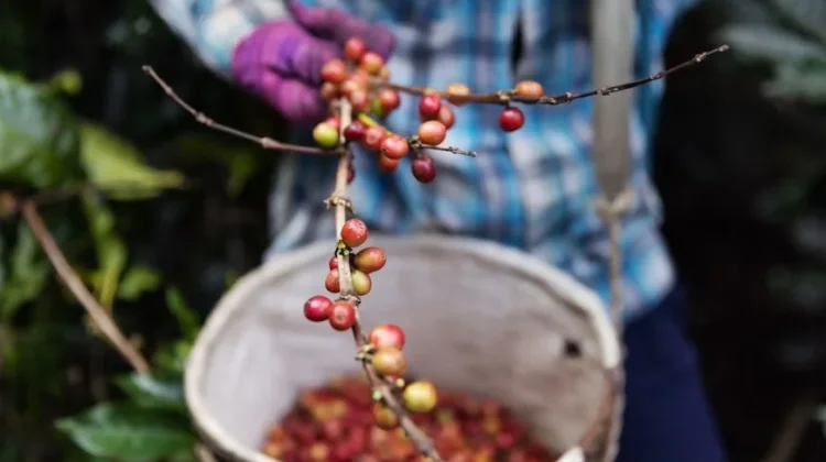Lampung Mulai Kembangkan Potensi Kopi Arabika