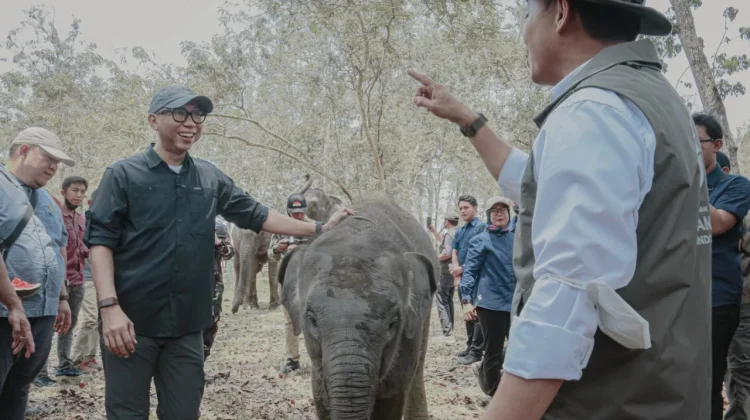Pemprov Lampung Dorong Keseimbangan Konservasi Gajah dan Aktivitas Masyarakat