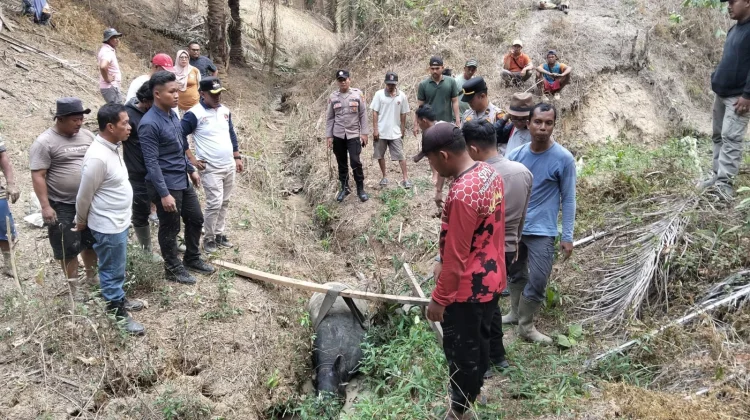 Tapir Mesuji Dievakuasi dan akan Diserahkan ke BKSDA