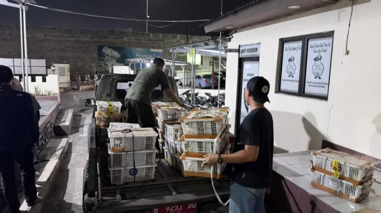 Ribuan Burung Diangkut tanpa Dokumen, Terjaring Pemeriksaan di Bakauheni