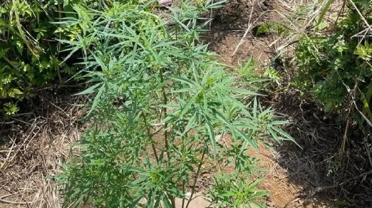 Polisi Temukan Tanaman Diduga Ganja di Lampung Barat