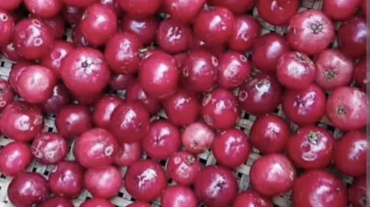 Loba- lobi Buah Asam yang Berkhasiat