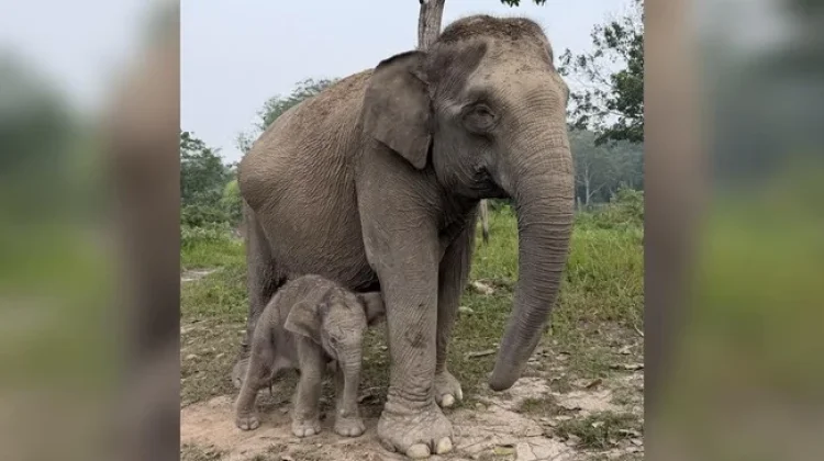Gajah Sumatra Lisa Melahirkan Anak Jantan di Riau