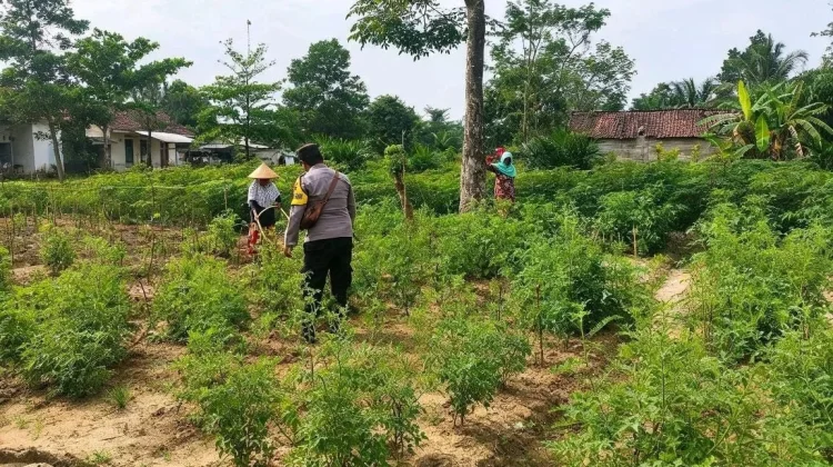 Ketahanan Pangan Bhabinkamtibmas Polsek Mesuji Timur Monitoring Lahan Warga