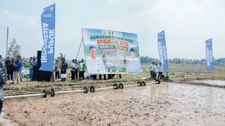 Gerakan Tanam Padi PM-AAS, Pemprov Lampung Perkuat Pertanian Modern