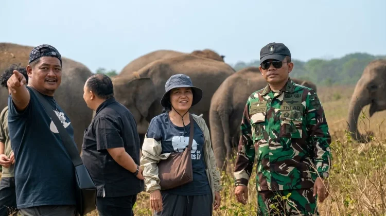 Gajah Way Kambas Dipersiapkan Hidup Tanpa Rantai dan Gancu