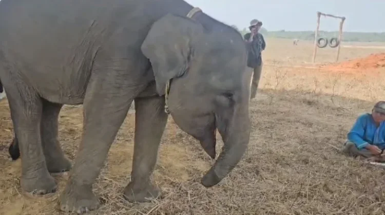 Erin, Gajah Korban Jerat yang Bertahan dengan Belalai Tak Utuh di TNWK