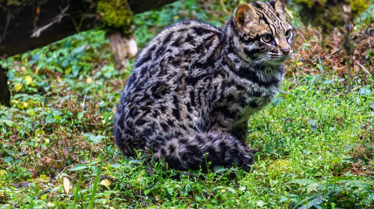 Kucing Kuwuk, Kucing Unik yang Hidup di Hutan