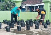 Pegawai KUA Way Bungur Tanam Sayuran Kantor