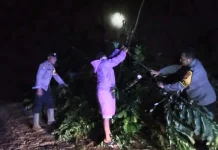 Hujan Deras, Jalan Sinar Jawa Tanggamus Longsor