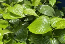 Kenapa Daun Berwarna Hijau? Mengenal Peran Klorofil