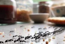 Cara Alami Mengusir Semut dari Rumah