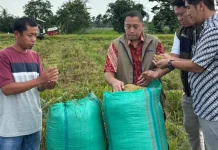 Bulog Lampung Intensif Serap Gabah Petani di Bulan Ramadhan