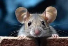 Cara Menggusir Tikus tanpa Racun