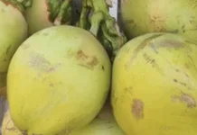 Air Dugan Hijau, Minuman Alami  Segudang Manfaat