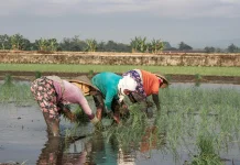 Kesejahteraan Petani Lampung Meningkat, NTP Februari 2026 Naik 1,46 Persen