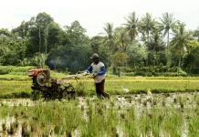 Usaha Pertanian Lampung Semakin Efisien, NTUP Februari 2026 Tumbuh Positif