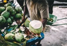 Kian Marak Pedagang Kelapa Murni di Bandar Lampung