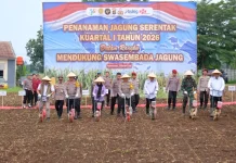 Dorong Ketahanan Pangan Penanaman Jagung Serentak Digelar di Pesawaran