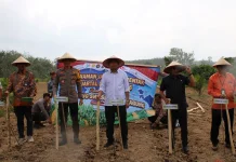 Polres Mesuji Gelar Penanaman Jagung Serentak Dukung Ketahanan Pangan
