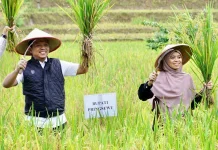 Bupati Pringsewu Panen Raya Padi Sehat di Sukoharjo