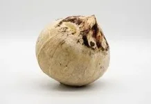 Tak Hanya Nikmat, Kelapa Bakar ternyata Punya Banyak Khasiat