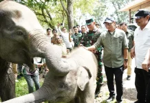 Presiden Siapkan Rp839 Miliar untuk Way Kambas, Gubernur Lampung Apresiasi